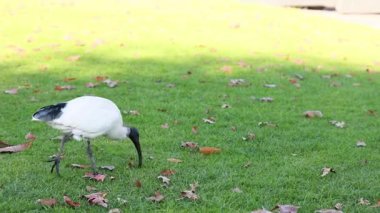 Bir Ibis ot üzerinde yiyecek arıyor