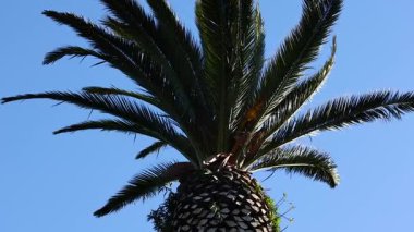 Açık mavi gökyüzüne karşı bir palmiye ağacı