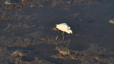 A Great Egret wades through shallow water, hunting at sunset in Port Douglas, Australia. Warm lighting enhances the serene scene