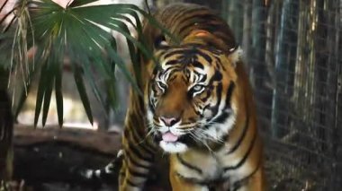 Bir kaplan etrafını sarmış yürüyor