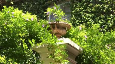 A fountain surrounded by vibrant greenery