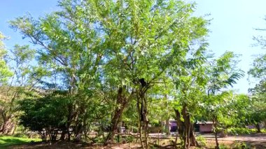 Gibbons swing through trees in a verdant zoo setting, with bright daylight illuminating the natural environment