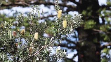 Close-up of tree branches with flowers