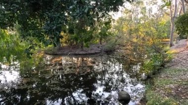 Sakin su, ağaçları ve yaprakları yansıtıyor.