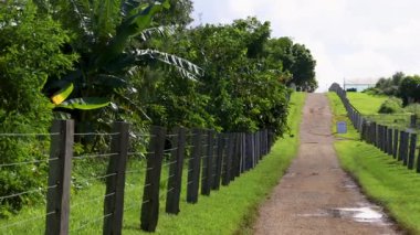Avustralya 'nın Byron Körfezi' nde gün ışığı altında yemyeşil ve çitlerle çevrili toprak bir yol.