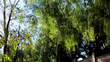 Yeşil yapraklar güneş ışığında yavaşça sallanarak dinamik ışık ve hareketle sakin ve doğal bir atmosfer yaratırlar.