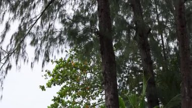 Ağaçlı ve okyanus manzaralı huzurlu sahil manzarası