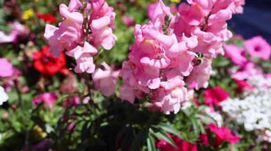 Arı, pembe aslanağzı çiçekleriyle etkileşim halindedir.