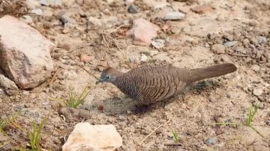 Bir kuş yerde yiyecek arıyor.