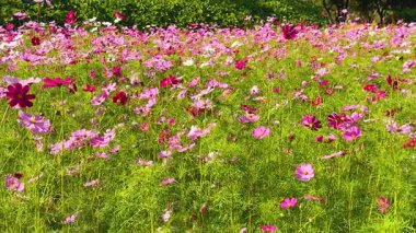 Renkli kozmos çiçekleri rüzgarda sallanıyor