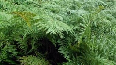 Yoğun bir ormanda yemyeşil eğreltiotları