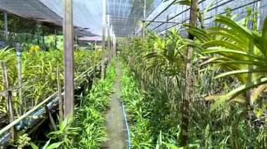 Seradaki orkide bitkileri