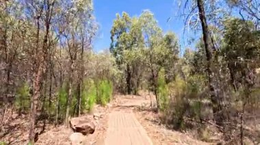 Huzurlu bir yürüyüş orman yolunda