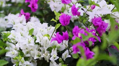 Beyaz ve pembe çiçekler açar.