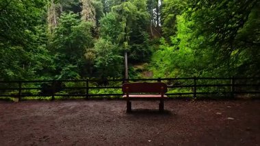 Canlı yeşil ağaçlara bakan huzurlu bir bank.