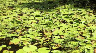 Güneş ışığını değiştiren bir göletin hızlandırılması