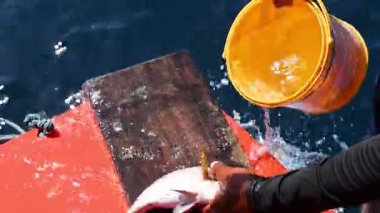 Balıkçılar su kovası ile balık pulu taşır.