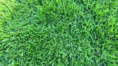 Yemyeşil çimlerin yakın görüntüsü