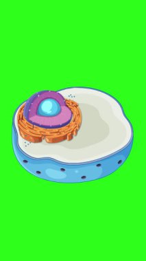 Hayvan hücre yapısını merkezciollere odaklayan, canlı ve eğitici bir şekilde organellerin altını çizen animasyon.