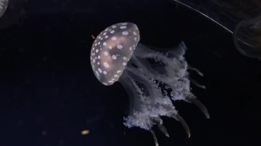 Karanlık okyanus sularında titreşen benekli denizanaları.