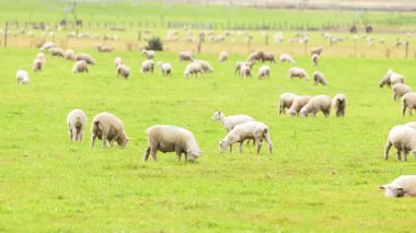 Yeni Zelanda Wanaka 'da, yumuşak doğal aydınlatma altında yemyeşil bir alanda, koyunlar huzur içinde otluyor.