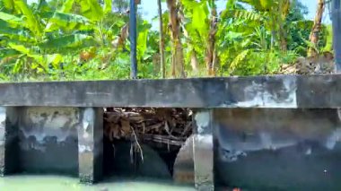 Bangkok 'ta yemyeşil bir kanalda yol alan bir tekne, gün ışığında beton bankalara karşı su sıçratıyor.