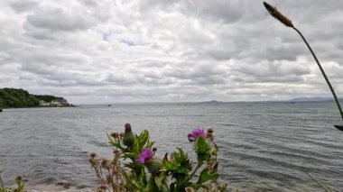 Aberdour, İskoçya 'da denize bakan devedikeni