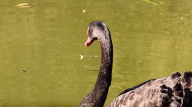 Siyah kuğu zarif bir şekilde doğal ortamda yüzüyor.