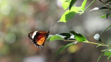Bir kelebek bahçedeki yaprakların üzerinde hareket eder.