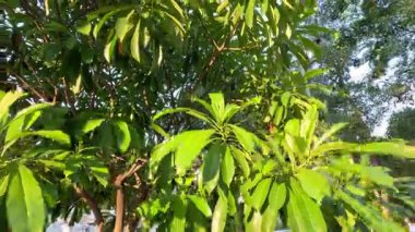 Bereketli yapraklar rüzgarda hafifçe sallanıyor.