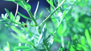 Uğur böceği canlı yeşil bitki yapraklarına tırmanıyor