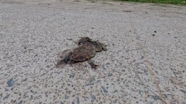 Etrafta sineklerle birlikte kaldırımda çürüyen kurbağa.