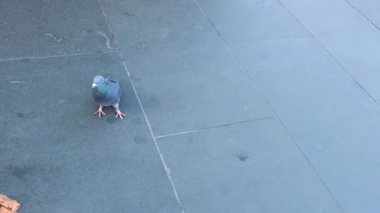 Bir güvercin Melbourne kaldırımında yürüyor. Bulutlu ışık ve sabit kamera kuşun sakin hareketlerini yakalar.
