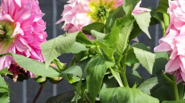 Bahçede çiçek açan Dahlia çiçekleri