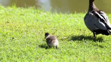 Bir ördek yavrusu anne ve babasının arkasından dışarı çıkar..