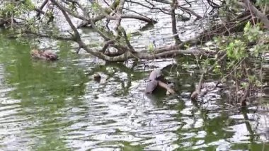 Kaplumbağa göldeki ağaç dallarının yanında yüzüyor.