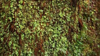 Ağaç kabuğunda yosun yakın plan