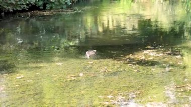 Bir ördek sakin bir gölde yüzer.