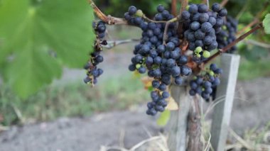 Sarmaşıkta olgunlaşan üzümlere yakın çekim