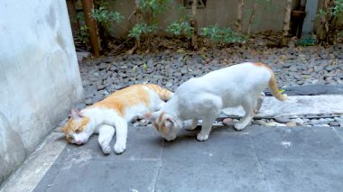 İki kedi dışarıda şakacı bir etkileşim içinde.