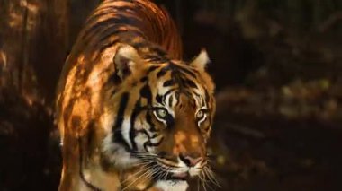 Ormandaki hayvanat bahçesinde yürüyen kaplan.