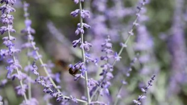 Sinekkuşu güvesi lavanta çiçekleriyle besleniyor