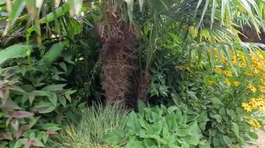 Parlak sarı çiçeklerin sergilendiği tropik bir bahçe