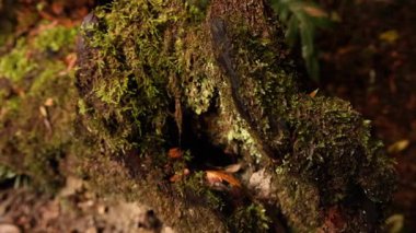 Yağmur ormanlarındaki yosunlu kütüklerin yakın plan görüntüleri