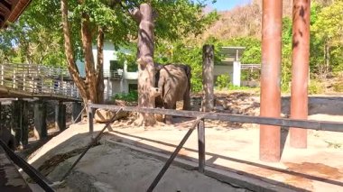 Hayvanat bahçesinde yürüyen bir fil.