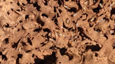 Termitlerin ve karıncaların yakın çekimi doğal ışıklandırmada karmaşık bir yuva yapısı içinde etkileşim halindedir.