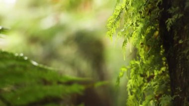 Yağmur ormanlarında yemyeşil eğreltiotları