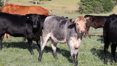 Cows grazing peacefully in a lush field