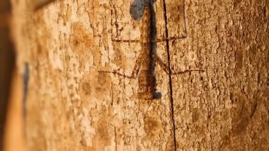 Praying mantis climbing tree bark in Botanic Gardens