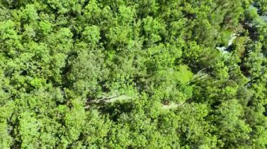 Aerial view of dense forest in Australia